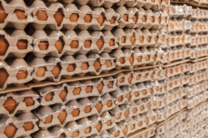 Historyczny rekord eksportu przetworów jajecznych z Polski