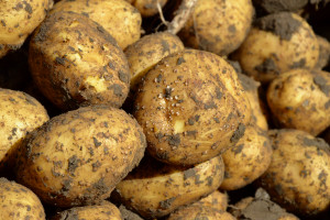Najczęstsze błędy w zwalczaniu zarazy ziemniaka