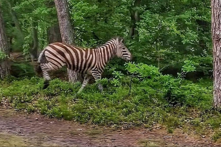 Zebra w lesie to rzadki widok, fot. Lasy Państwowe