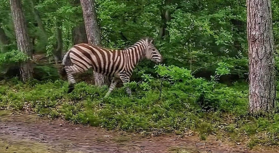 Zebra w lesie to rzadki widok, fot. Lasy Państwowe Leśnicy schwytali zebrę w lesie. Dowód na ocieplenie klimatu?