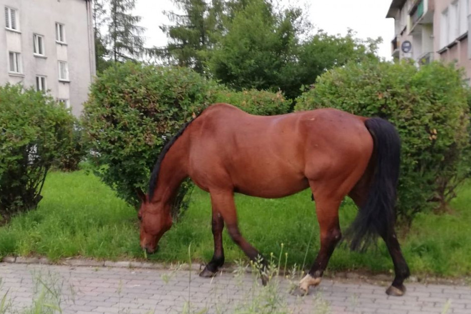 Koń uciekł z gospodarstwa i przechadzał się po mieście, fot. Policja