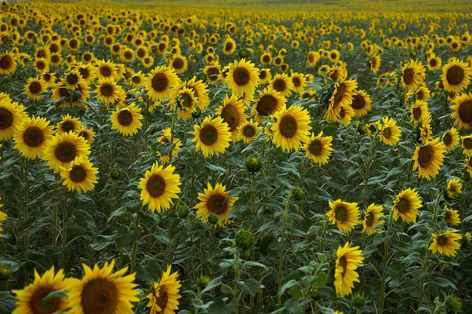 Ukraina: Zbiory słonecznika w 2020 r. prognozowane są na 16,0-16,2 mln ton; Fot pixabay.com