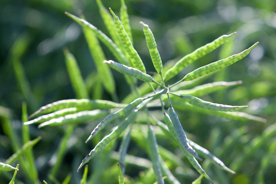 USDA: Prognoza zbiorów rzepaku w UE została obniżona,  a w Australii podniesiona w stosunku do prognozy majowej; Fot.pixabay.com