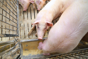USA: Ceny świń załamały się, ale eksport wieprzowiny utrzymany