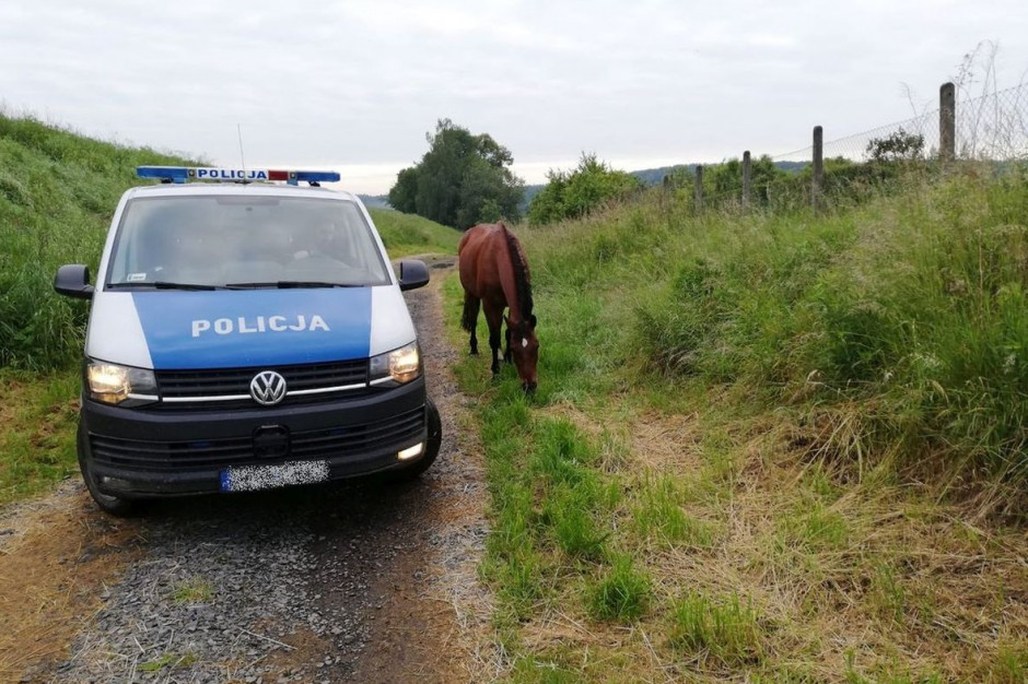 Policjanci schwytali spłoszonego konia i zapewnili mu nocleg w stajni, zdjęcie ilustracyjne: Policja