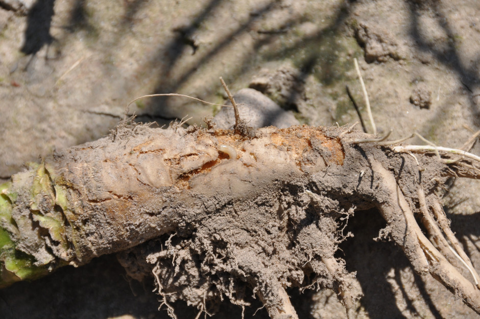 Uszkodzona szyjka korzeniowa i biała larwa głównego bohatera filmu   fot. PTWP