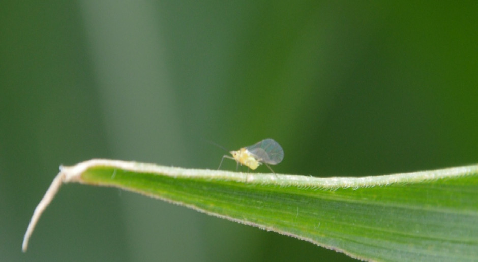 Mszyca różano-trawowa (Metopolophium difhodum); Fot. Katarzyna Szulc Dimetoat tylko do końca czerwca