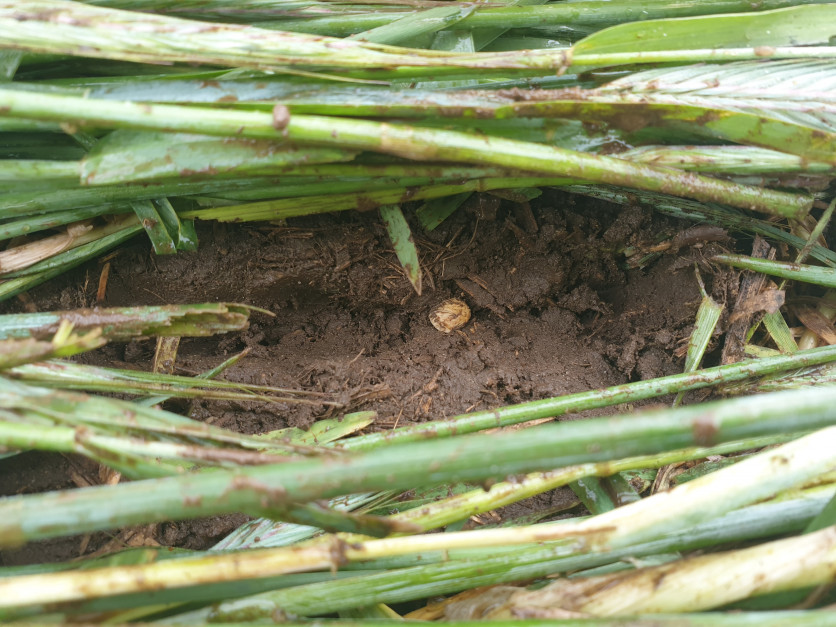 Mimo grubej żytniej maty na powierzchni gleby, nasiona soi udało umieścić się na głębokości 3 cm. 