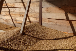 Rosja ma zawiesić do 31 sierpnia eksport zbóż do krajów Eurazjatyckiej Unii Gospodarczej