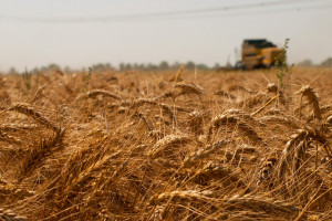 DRV: Zbiory zbóż w Niemczech mogą rozpocząć się w przyszłym tygodniu