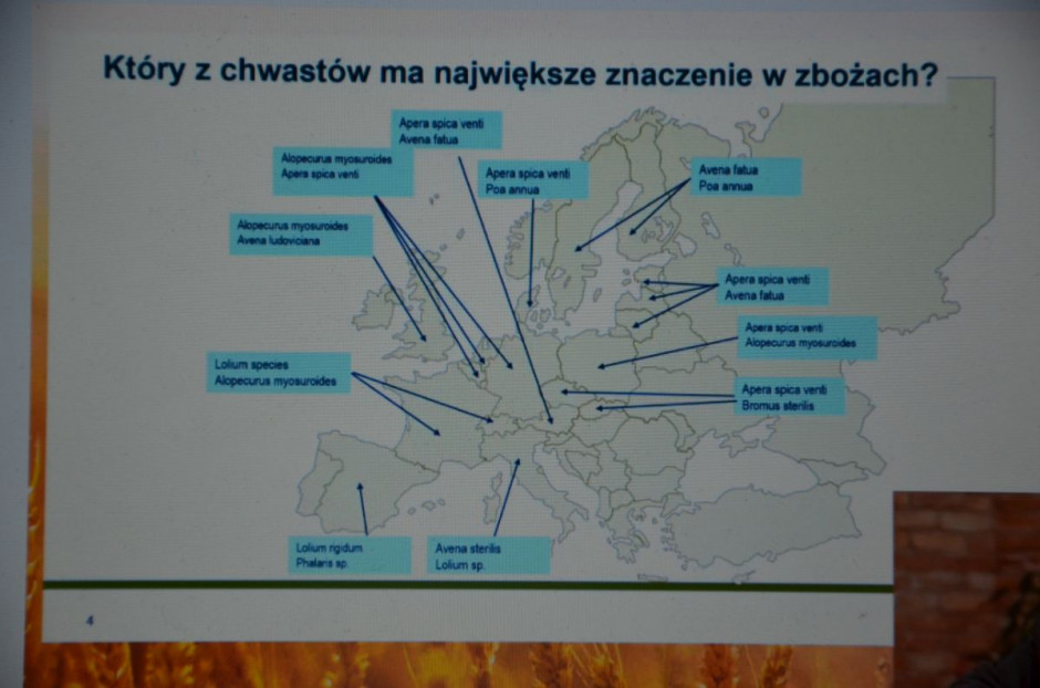 W Polsce mamy największy problem z miotłą zbożową i wyczyńcem polnym