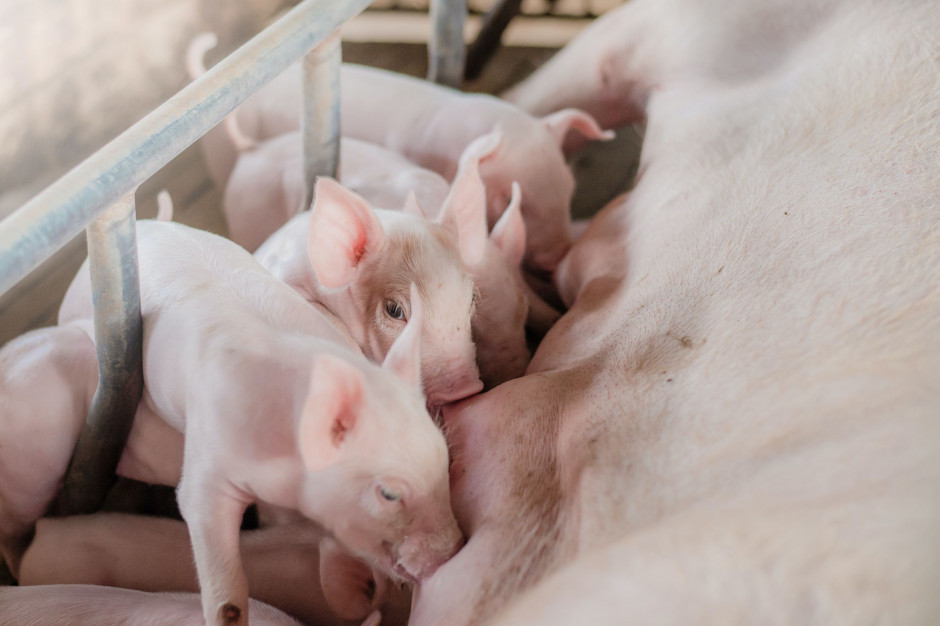 Dlaczego rolnicy nie chcą inwestować w produkcję świń? Fot. Shutterstock