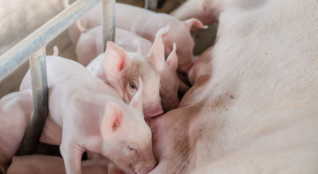 Rolnicy nie chcą inwestować w produkcję świń?