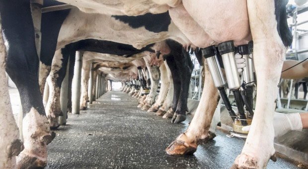 Produkcja mleka wzrośnie, więc ceny będą spadać