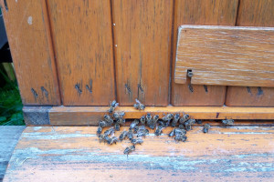 Pszczelarze domagają się dopłat za zapylanie