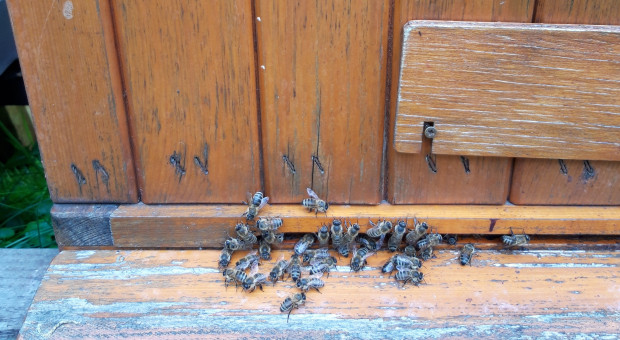 Pszczelarze domagają się dopłat za zapylanie