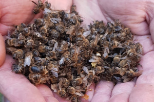 Szansa na naturalny lek z grzyba na chorobę zgnilca złośliwego pszczół