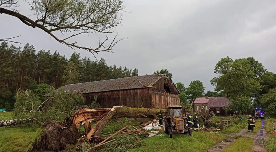 Nawałnica wywróciła wiele drzew wokół gospodarstwa, jedno upadło na stodołę, Foto: OSP Chorzele Drzewo runęło na stodołę, pod belkami uwięzione siedem jałówek