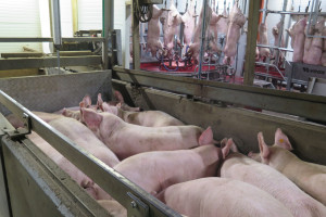 Ukraina w ciągu 5 lat straci milion świń. Kto uzupełni braki?