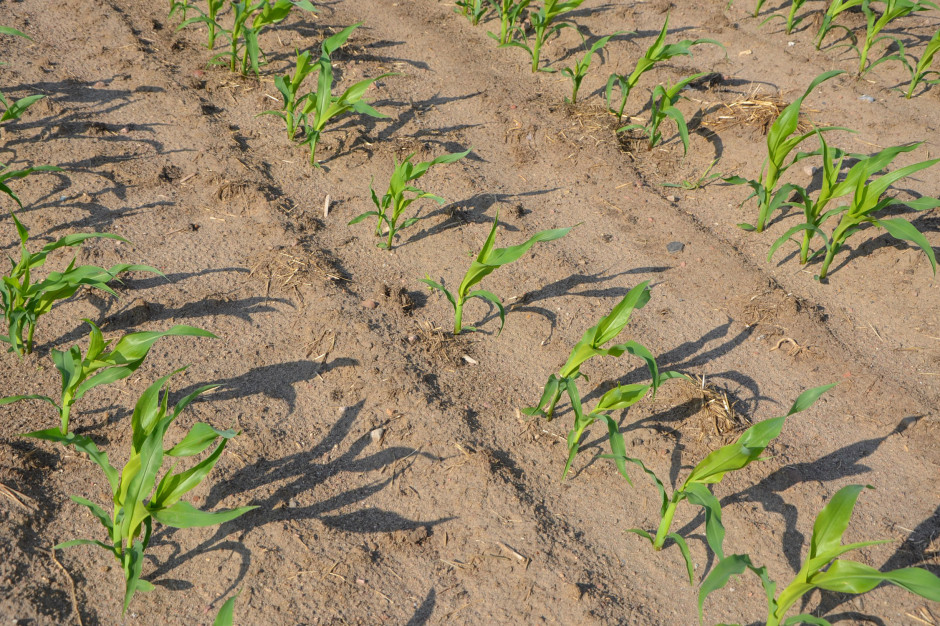 Zmieniające się warunki pogodowe mają coraz większy wpływ na występowanie szkodników, również i w uprawie kukurydzy, jednak nie tylko one przyczyniają się do intensywności ich występowania