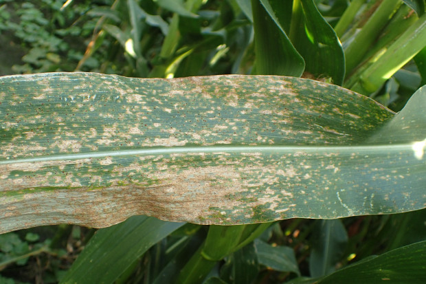 Choroby liści kukurydzy i ich zwalczanie