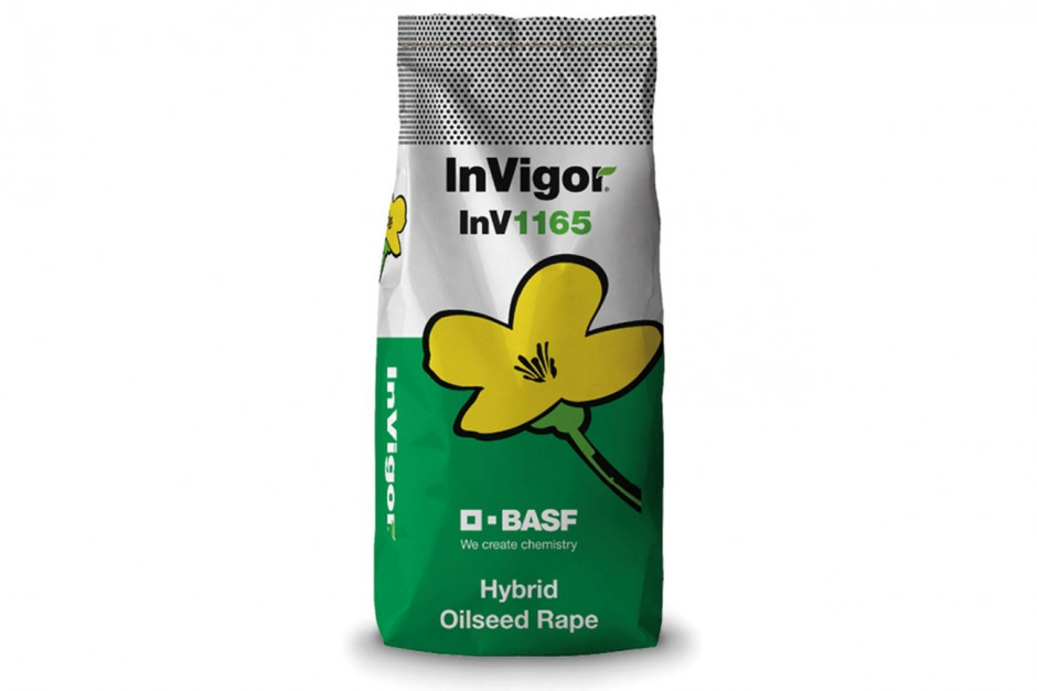 Odmiana InV1165 stabilnie i obficie plonuje nawet w warunkach mocnego stresu. Źródło: BASF