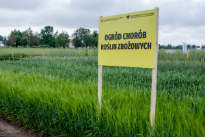Kolekcja chorób zbóż w  Minikowie