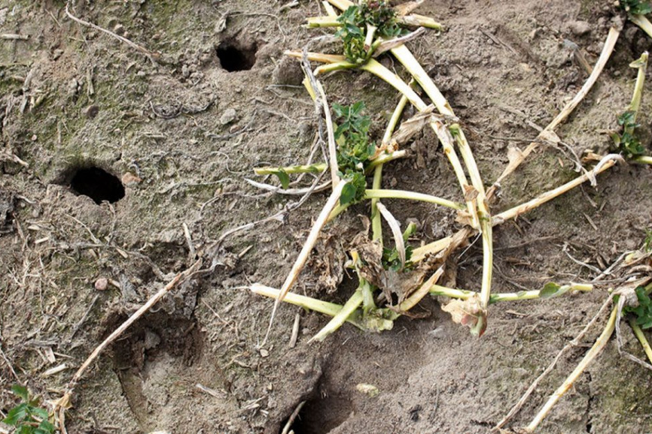 Łagodne zimy spowodowały nadmierny wzrost populacji gryzoni na opolskich polach, Foto: Farmer