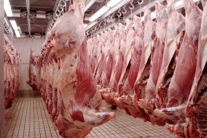 Niemcy: zatrudnienie bezpośrednie w dużych zakładach mięsnych