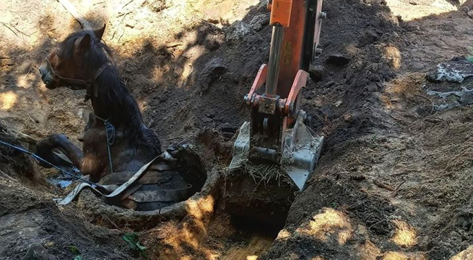 Konia wyciągnięto z szamba przy pomocy koparki, Foto: OSP Jurkowice Strażacy wyciągali konia z szamba