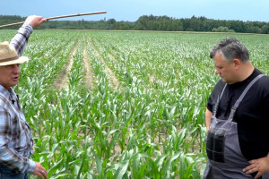 Dni Pola „Farmera” – jakie niedobory w kukurydzy?