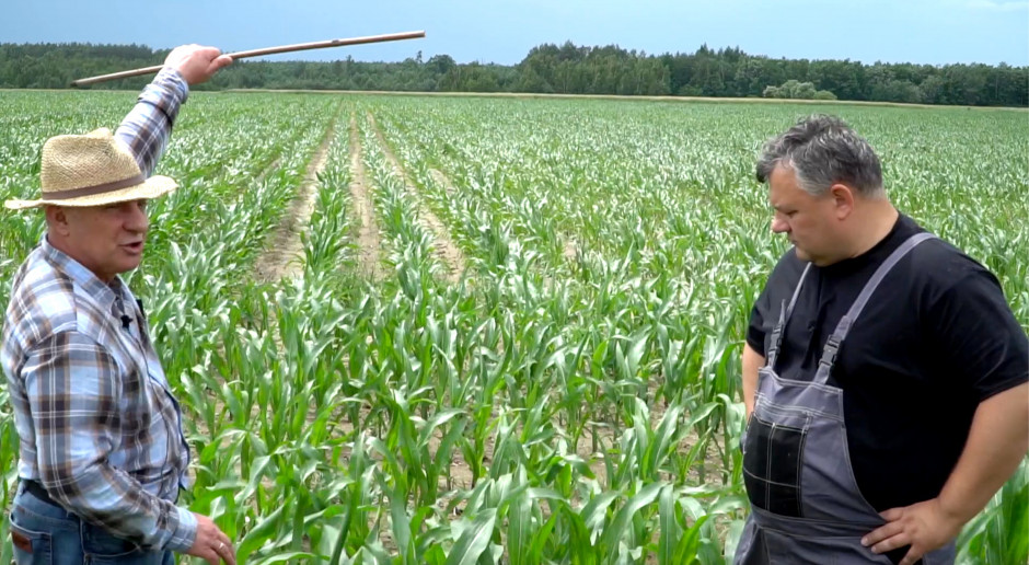 Dni Pola „Farmera” – jakie niedobory w kukurydzy?