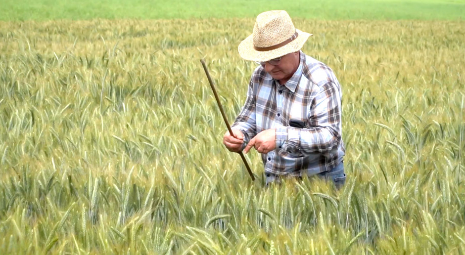 Wykonując ocenę stanu plantacji należy pamiętać, że pomimo obecności grzybów na roślinach objawy chorób nie zawsze są widoczne Dzień Pola „Farmera” - pszenżyto ozime - wyprzedzający cios