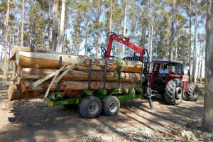 Przyczepy leśne T644/1 służą w Urugwaju m.in. do zwożenia eukaliptusu. fot. materiały prasowe