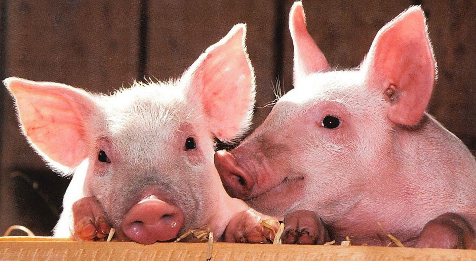 USA: Pogłowie świń rośnie z powodu pandemii; fot.pixabay.com USA: Populacja świń rośnie z powodu pandemii