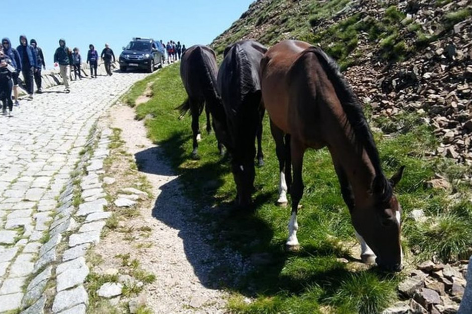 Trzy konie uciekły ze stajni i ruszyły na górska wspinaczkę, fot: Karkonoski Park Narodowy