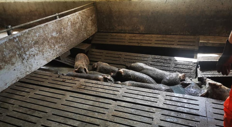 Pod trzodą zarwały sie betonowe ruszta podłogi, Foto: OSP Parkowo W chlewni zarwały się ruszty, świnie wpadły do gnojowicy