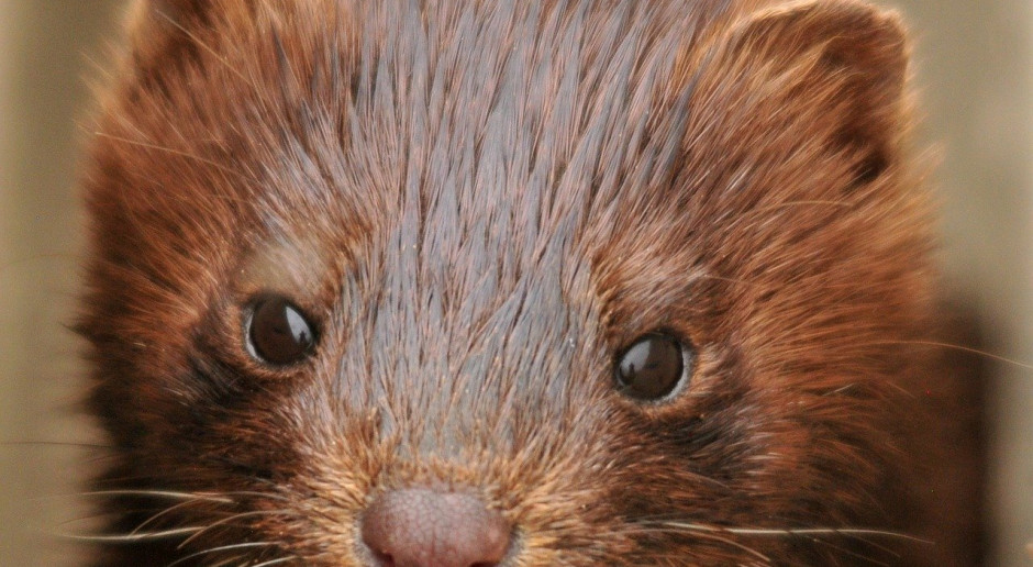 Po wybuchu epidemii koronawirusa w kilku fermach norek w Holandii wszystkie fermy w tym kraju zostaną zamknięte na stałe do końca roku; Fot.pixabay.com Holandia: Czarne chmury nad fermami norek