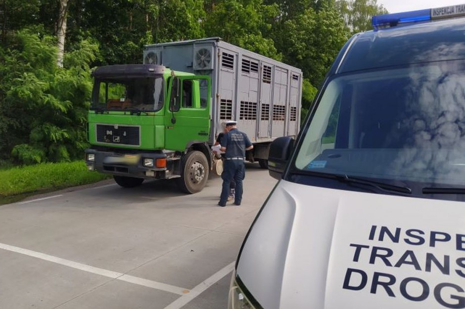 Inspektorzy wstrzymali transport świń niezdezynfekowanym pojazdem, fot: WITD Bydgoszcz