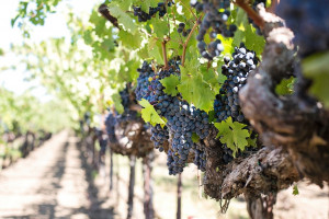 KOWR: Informacja dla producentów i przedsiębiorców wyrabiających wino