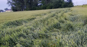 Sonda Farmera: Jakich plonów spodziewać się w tym roku?