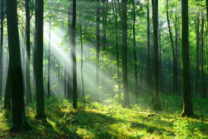Przez dekadę powierzchnia lasów w Polsce wzrosła do 9,26 mln ha