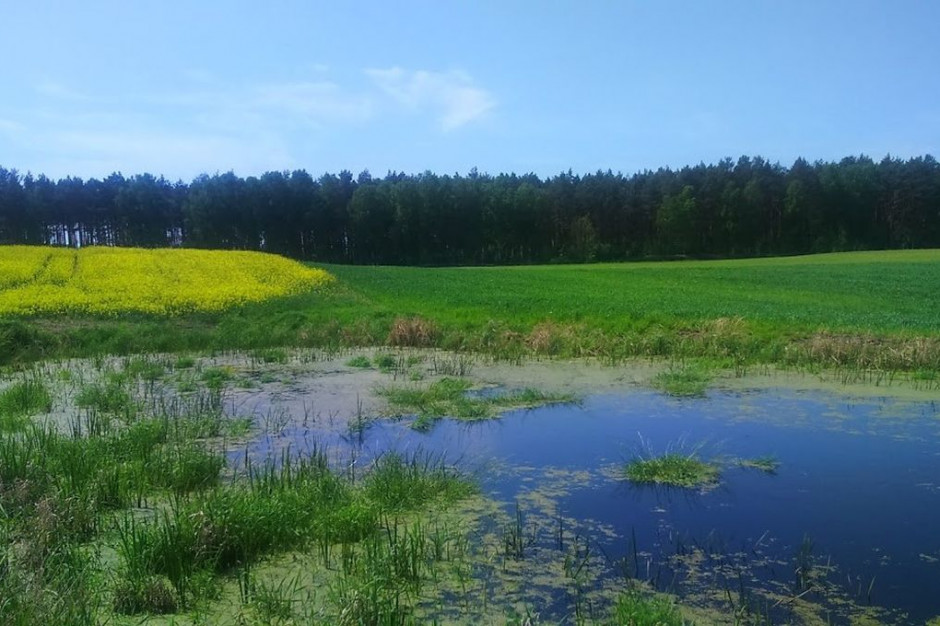 Śródpolne oczka wodne zwiększają retencję powierzchniową i wspomagają zasilanie wód gruntowych na terenach rolnych, fot. UP w Poznaniu