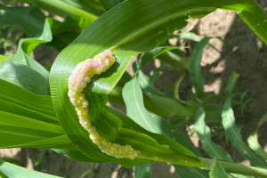 Dziwne narośla na liściach kukurydzy