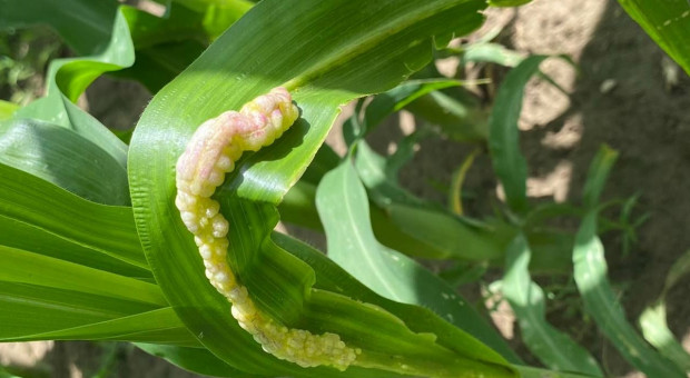 Dziwne narośla na liściach kukurydzy