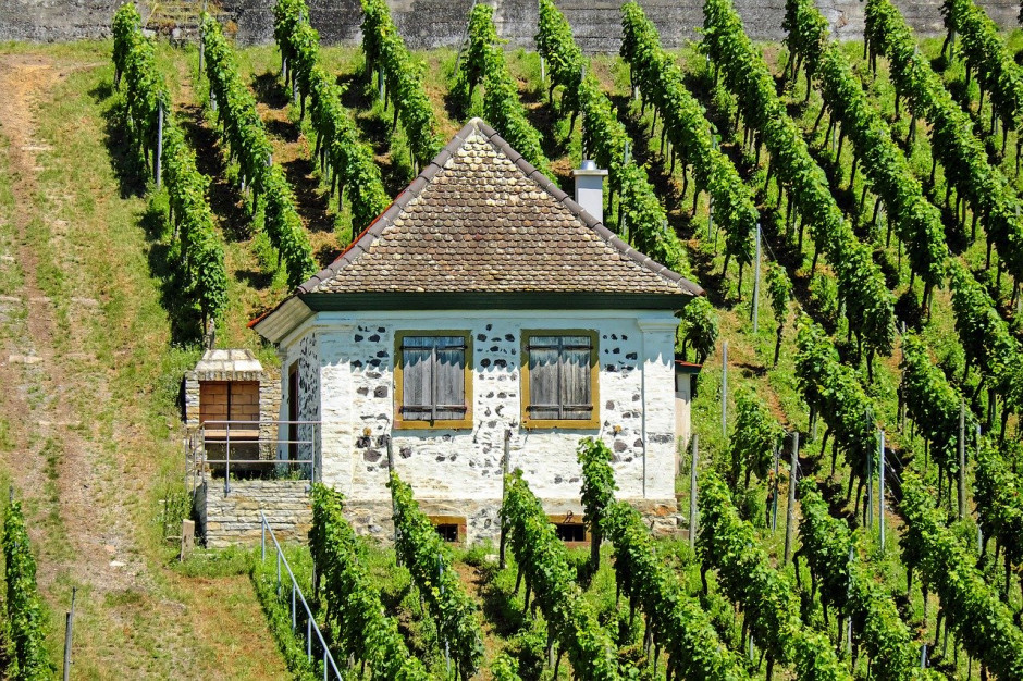 Producenci wina z UE otrzymają dodatkową pomoc z Brukseli w związku z kryzysem koronawirusa; fot. pixabay.com
