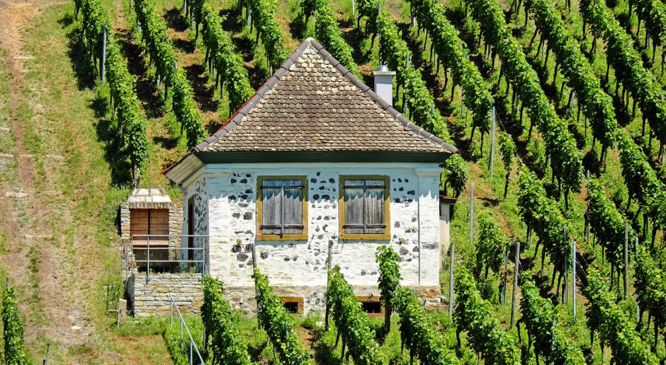KE: Pomoc dla plantatorów winorośli w UE