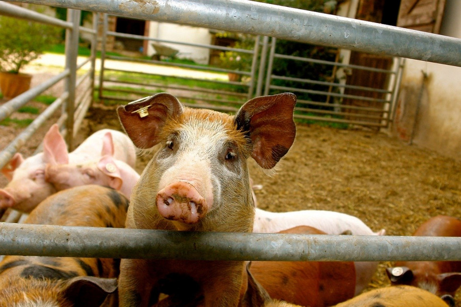 W programie niderlandzkiego ministerstwa rolnictwa, który rozpoczął się w listopadzie 2019 r., uczestniczy 407 niderlandzkich ferm świń; Fot.pixabay.com