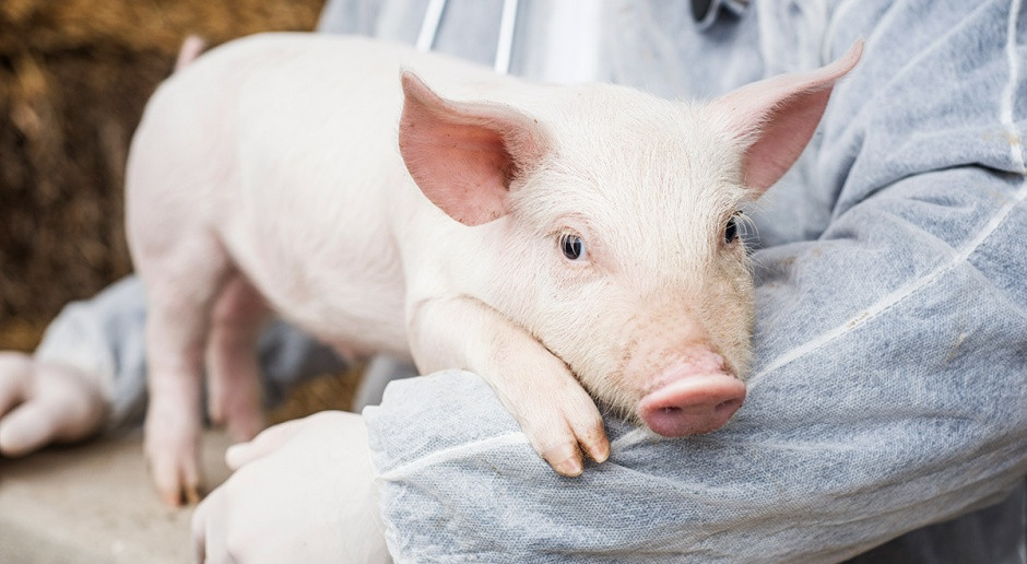 We Francji kastracja prosiąt ze znieczuleniem zostanie zakazana pod koniec przyszłego roku; fot Shutterstock Francja stopniowo odchodzi od kastracji prosiąt
