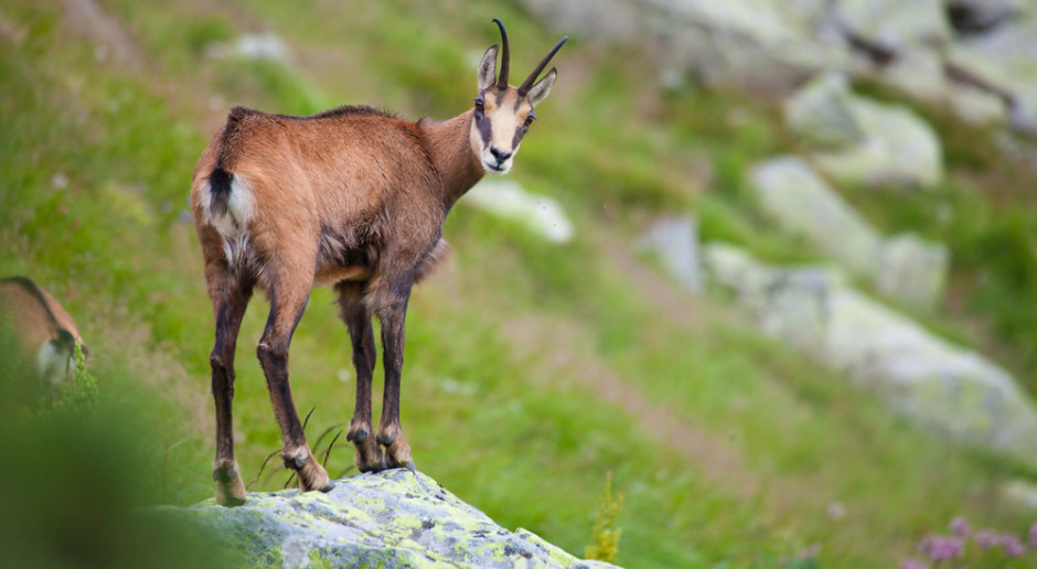 Fot. Shutterstock Tatry: Rozpoczęło się liczenie kozic